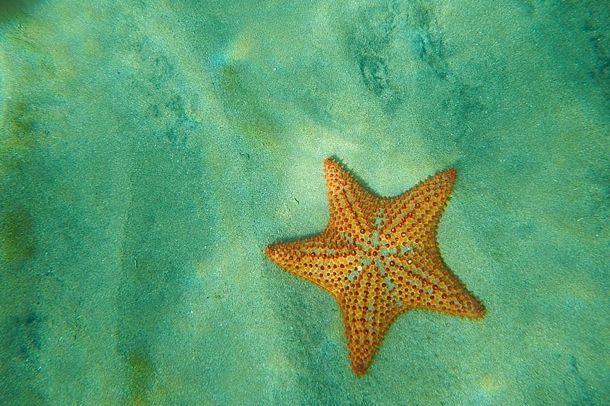 Starfish at Plage Leroux | Credit: Laura Albritton