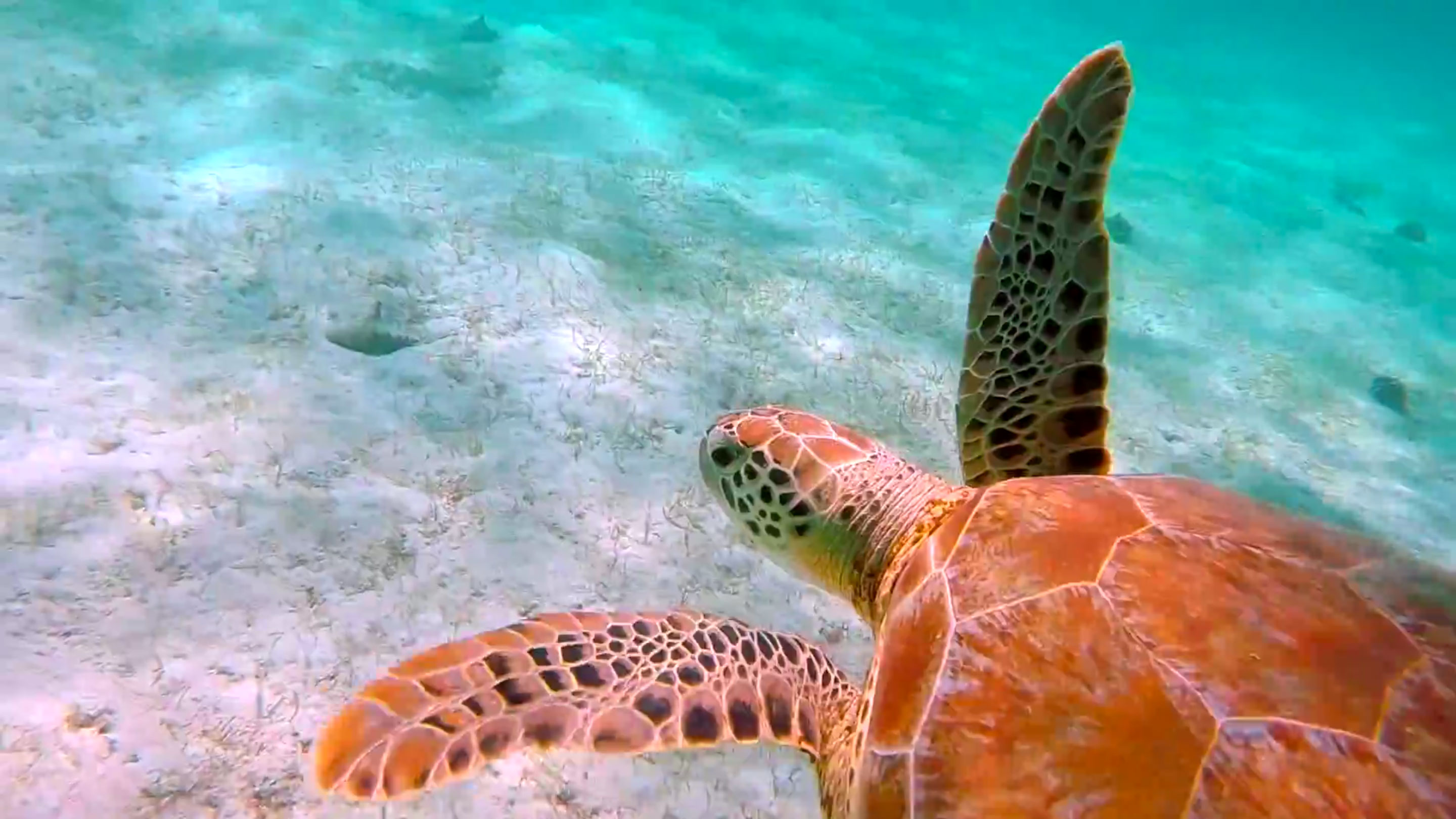 Snorkeling the Tobago Cays, St. Vincent and the Grenadines