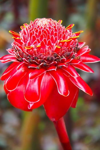 Porcelain Rose at The Balata Gardens, Martinique | SBPR