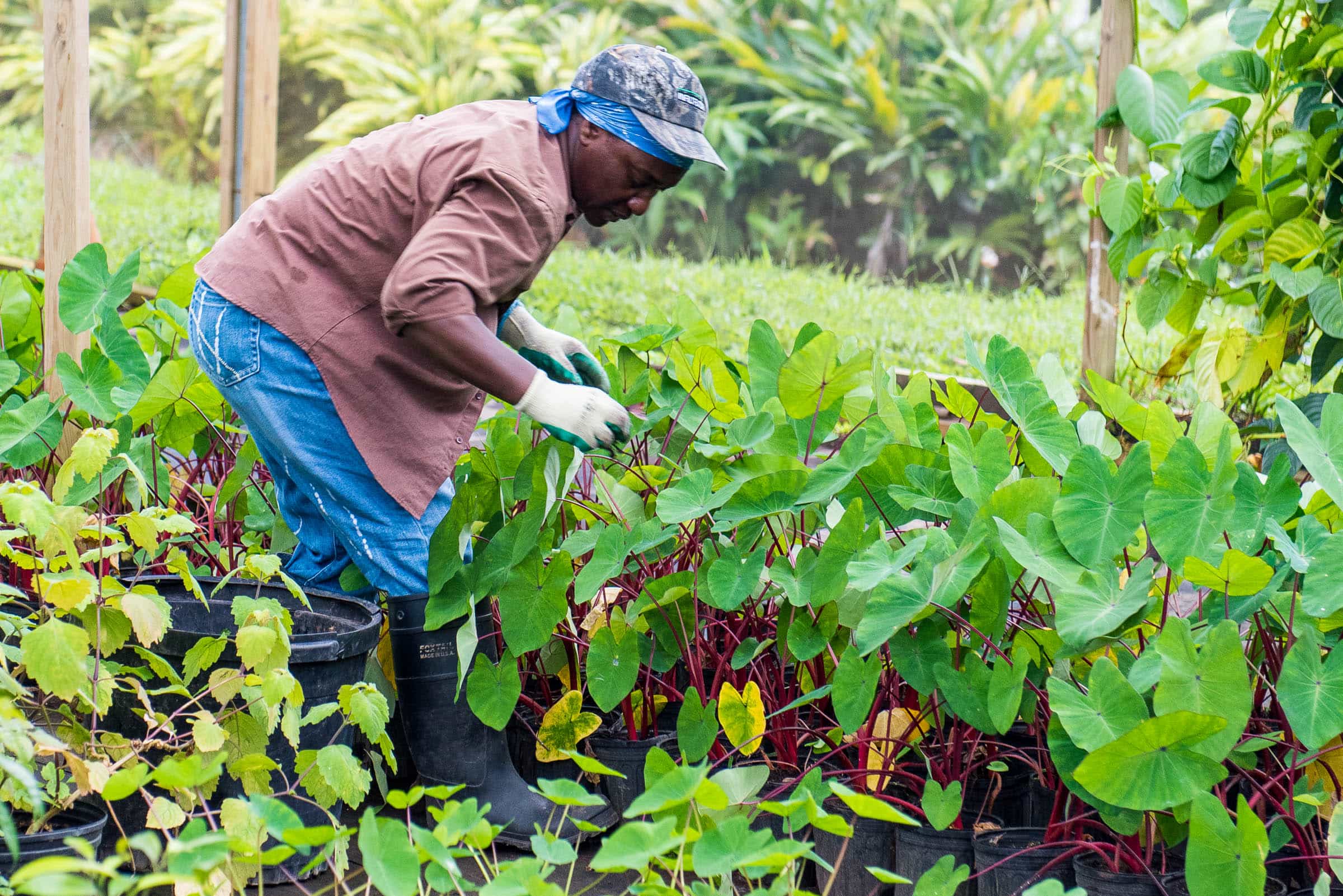 Farming at Belle Mont Farm on Kittitian Hill by Patrick Bennett