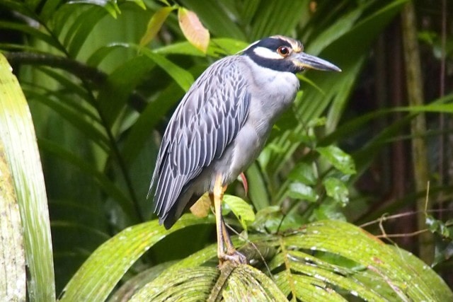 Agami Heron, Tortuguero National Park, Costa Rica | SBPR