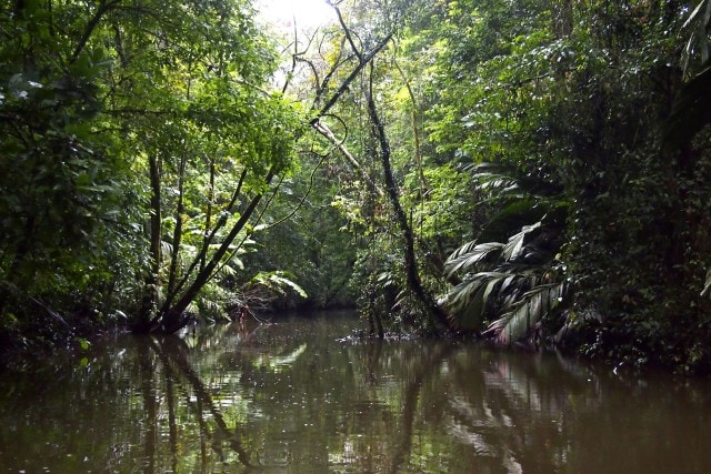 Deep within Tortuguero National Park, Costa Rica | SBPR