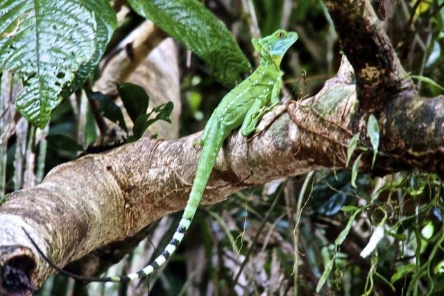 Jesus Lizard, so named because of his ability to walk on water | SBPR