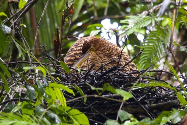 Tiger Heron nesting in Tortuguero National Park, Costa Rica | SBPR