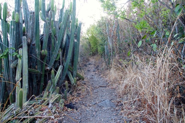 Careful with the cacti... | SBPR