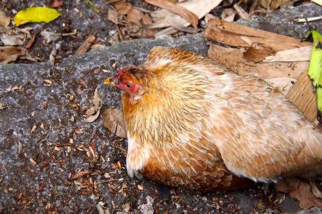 My Chicken companion on The Trail Shop Trail, Saba | SBPR