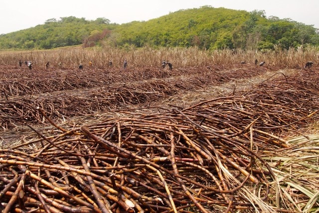 Sugar cane being cut by hand in the fields that surround Hampden Estate, Jamaica | SBPR