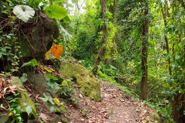 On the Trail Shop Trail, Saba | SBPR