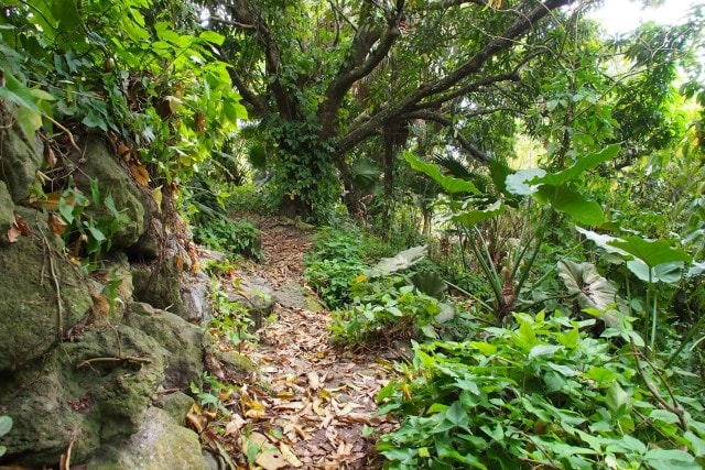 Even further along the Trail Shop Trail, Saba | SBPR