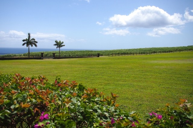 Signature Depaz blue cane grows in the distance at the base of Mount Pelée | SBPR