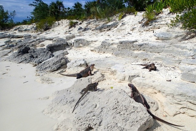 Rock Iguanas Everywhere | SBPR