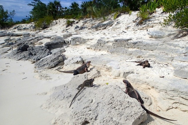 Rock Iguanas Everywhere | SBPR