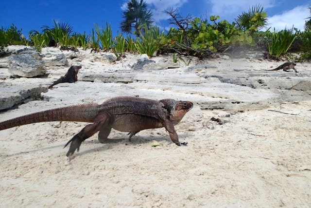 Rock Iguanas in the Exumas | SBPR