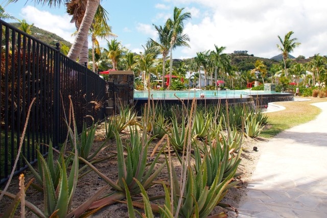 Aloe plants grow between the sea and pool, convenient to sunburn sufferers | SBPR