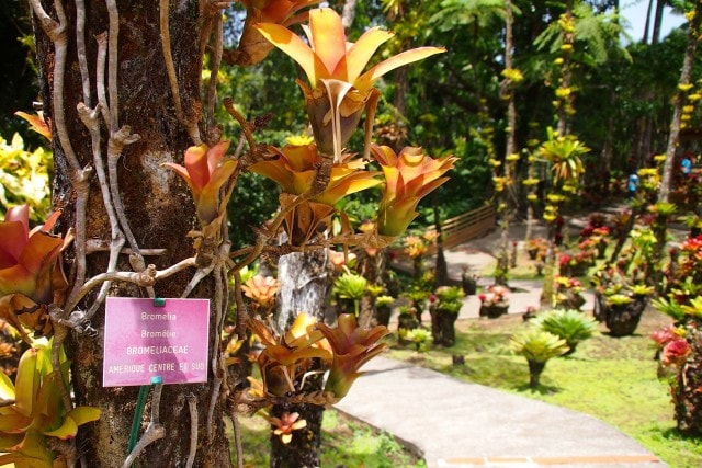A bounty of Bromeliads at the Balata Gardens in Martinique | SBPR
