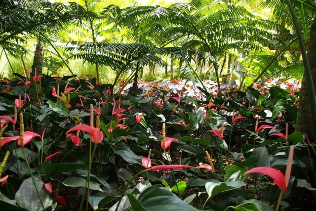 Flock of Flamingo flowers at the Balata Gardens, Martinique | SBPR