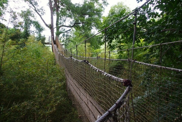 On to another tree on the Treetop Trail, Balata Gardens, Martinique | SBPR