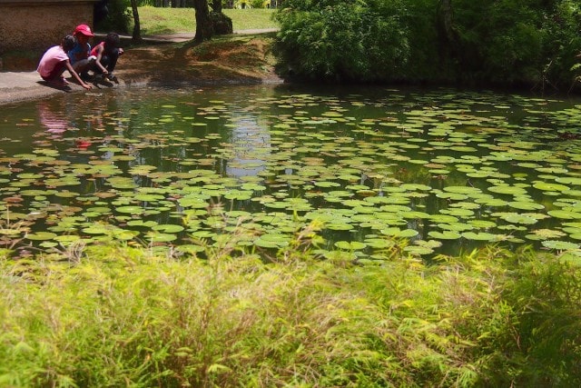 Peaceful lily pond at Balata Gardens, Martinique | SBPR