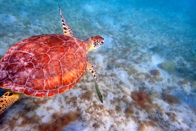 My latest chance meeting with a sea turtle, Magens Bay, St. Thomas | SBPR