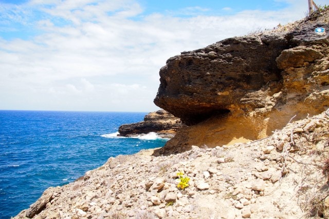 Distinctive white dots with a blue border serve as trail markers throughout the Caravelle Peninsula, Martinique | SBPR