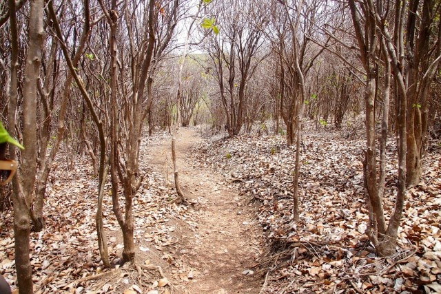 Dry Forest, Caravelle Peninsula | SBPR