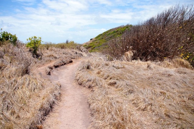 Savannah Grass in La Caravelle | SBPR