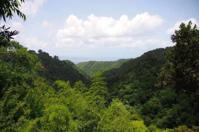 Treetop Trail View to Bay of Fort-de-France | SBPR