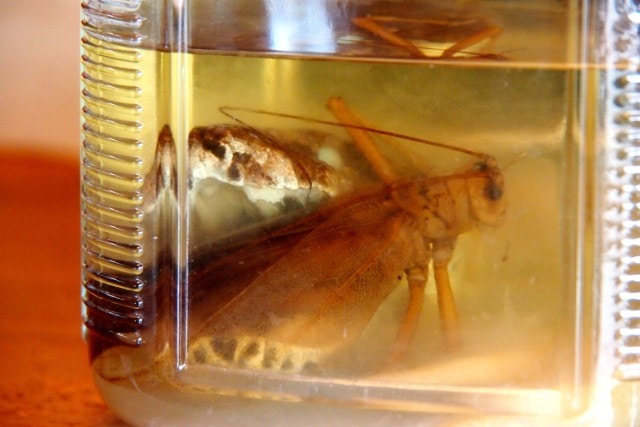 Snake and Grasshopper rum at Ruins Rock Cafe, Dominica | SBPR