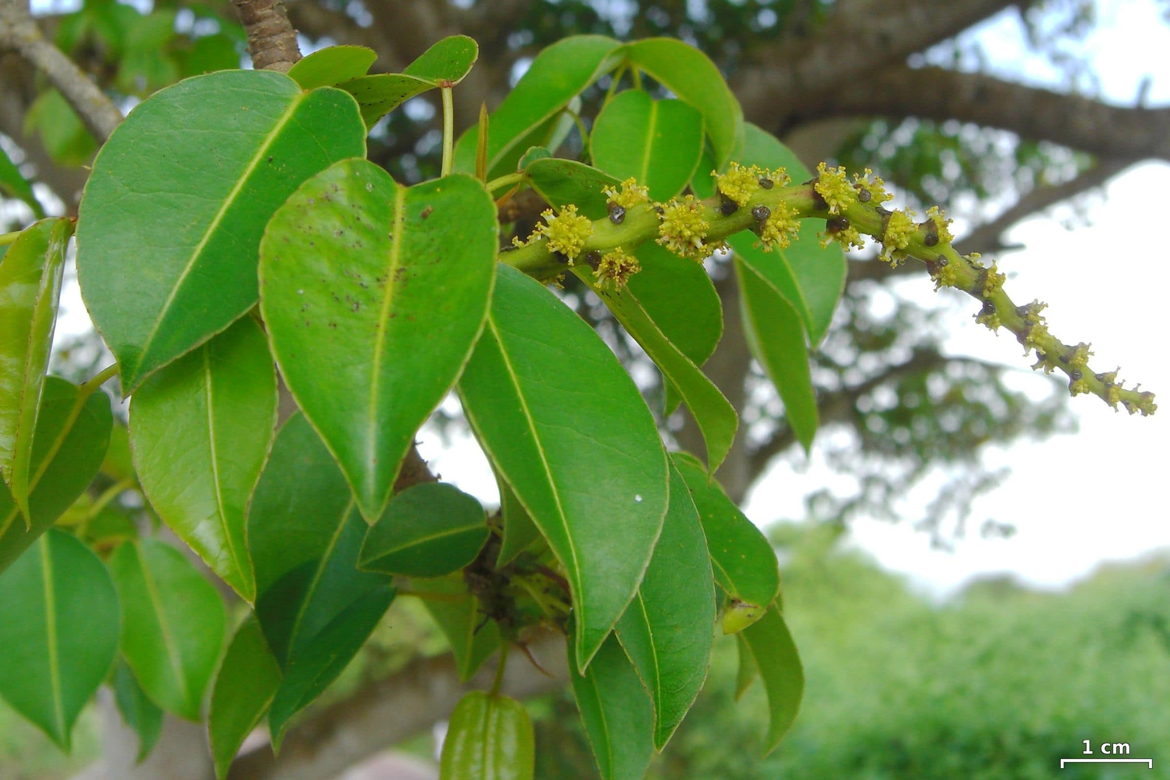 Caribbean travel dangers – Manchineel Trees