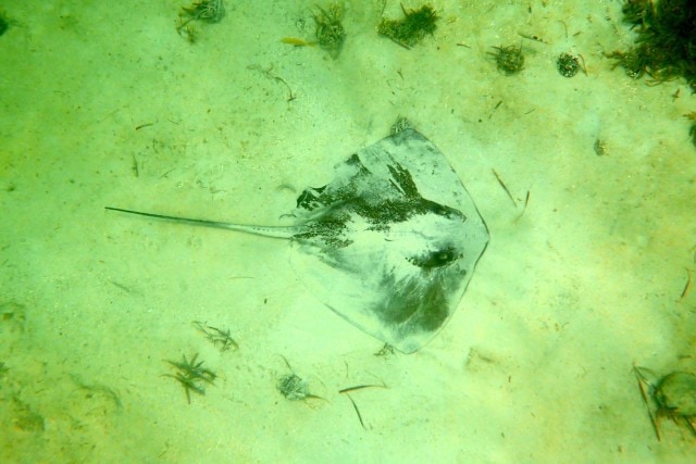 Shy stingray near Deep Water Cay, The Bahamas | SBPR