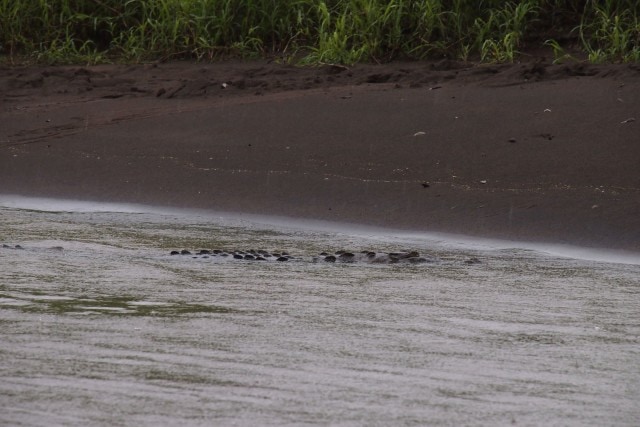 Crocodile welcome party on the river to Mawamba Lodge, Costa Rica | SBPR