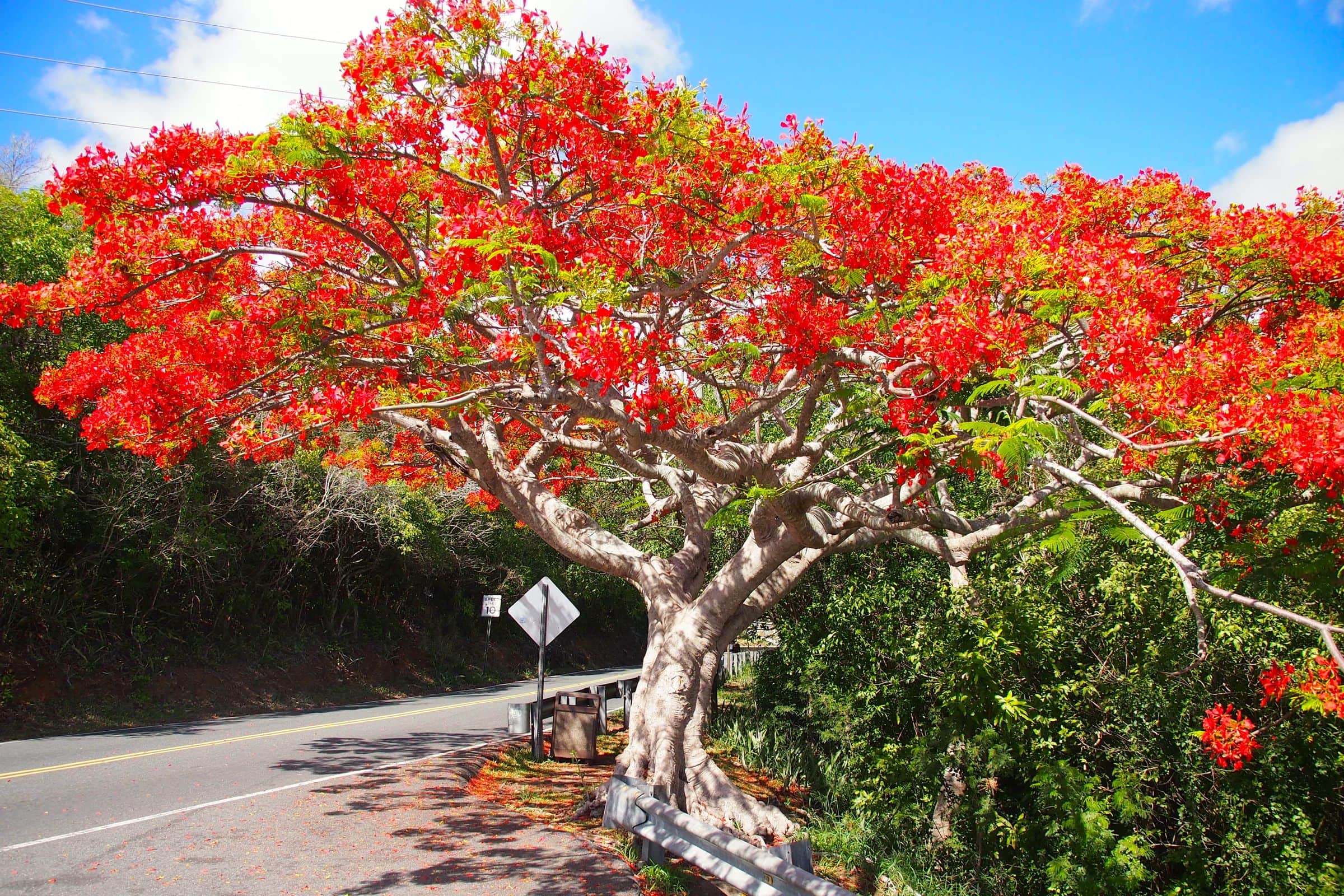 Silk Cotton Tree – Caribbean Archaeology Program