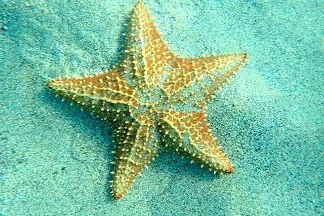 Starfish in the sand beneath the waves in Martinique | SBPR