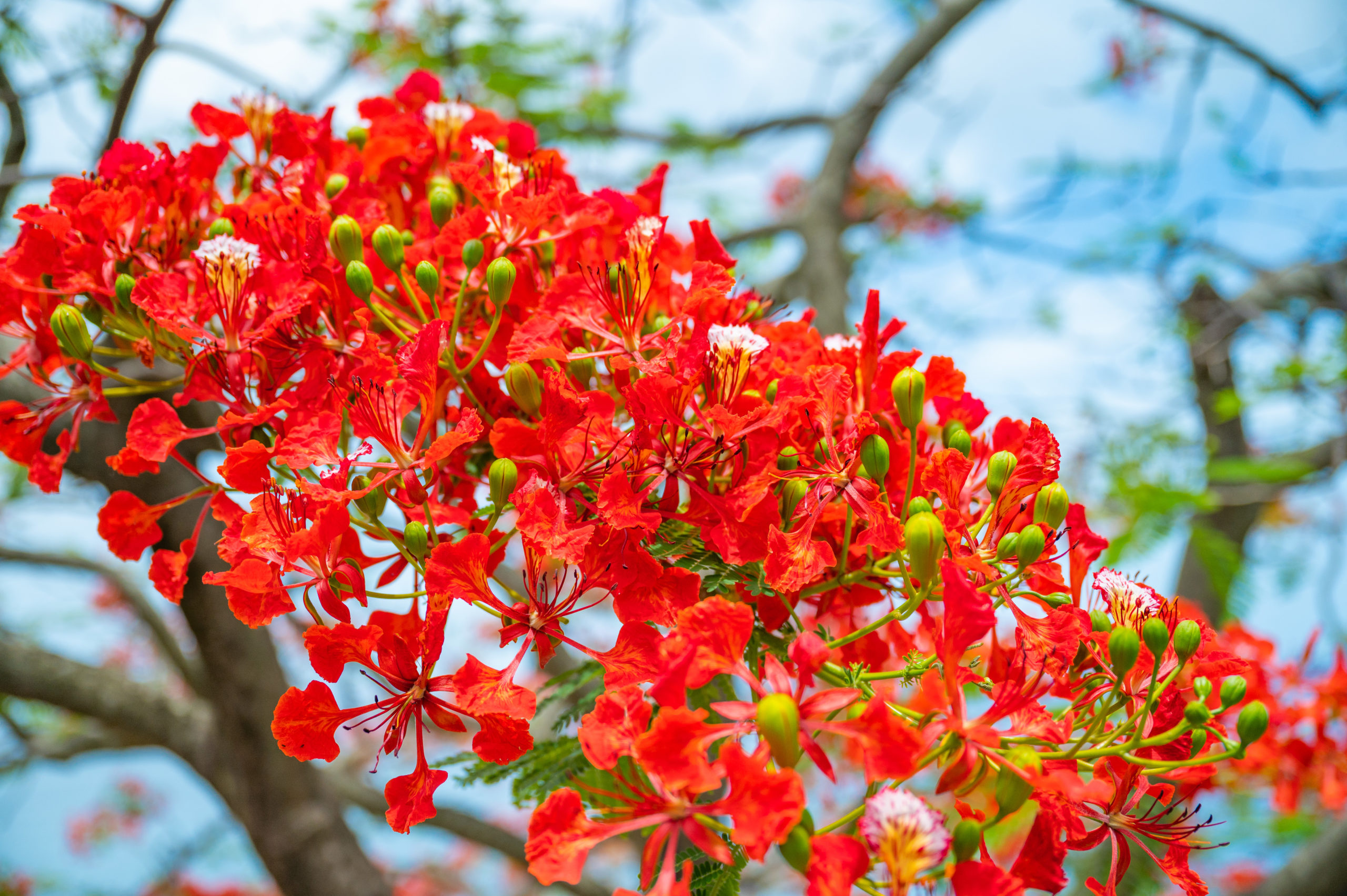 flamboyant tree flowers