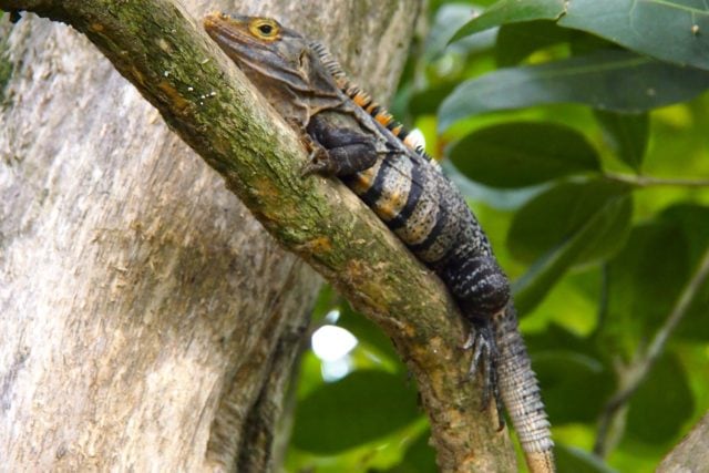 Black Spiny-Tailed Iguana in Manuel Antonio, Costa Rica | SBPR