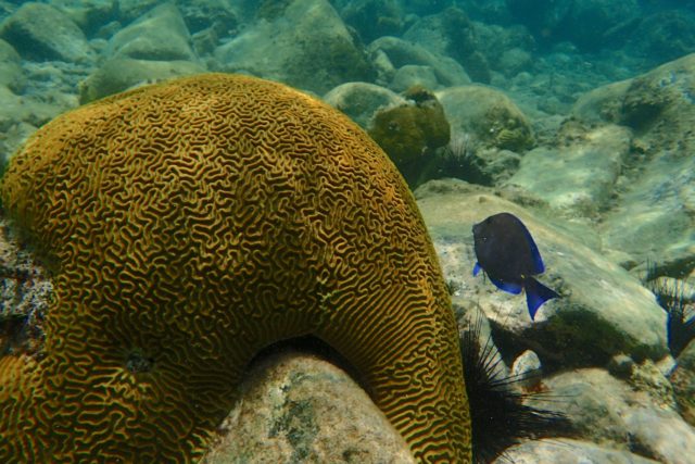 Brain coral at Creole Rock | SBPR