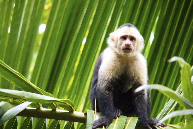 Capuchin Monkey in Manuel Antonio National Park, Costa Rica | SBPR