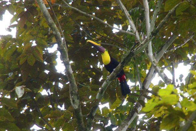Chestnut-Mandibled Toucan in the trees above Manuel Antonio National Park, Costa Rica | SBPR