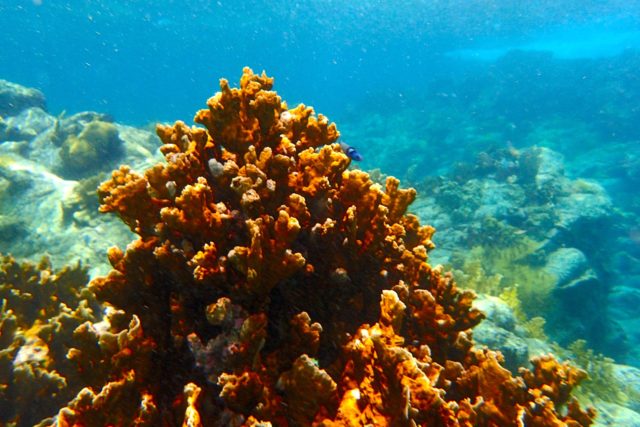 Colorful coral at Creole Rock | SBPR