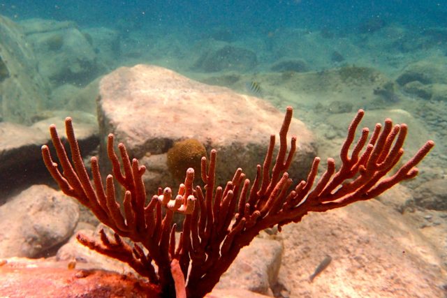 Gorgorian Coral at Creole Rock | SBPR