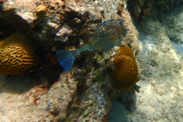 Honeycomb Cow Fish at Creole Rock | SBPR