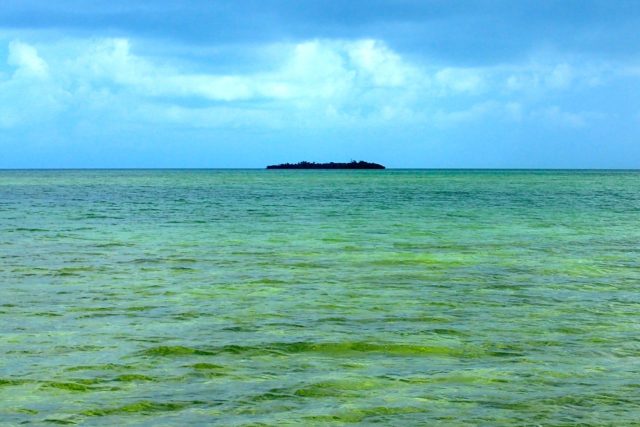 Mangrove islet near Deep Water Cay, The Bahamas | SBPR