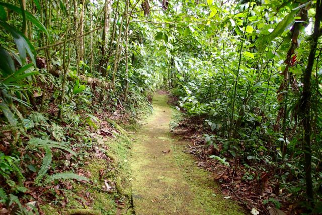 Experience Martinique lush rainforest while hiking through le Domaine d’ Emeraude with Road Scholar | SBPR