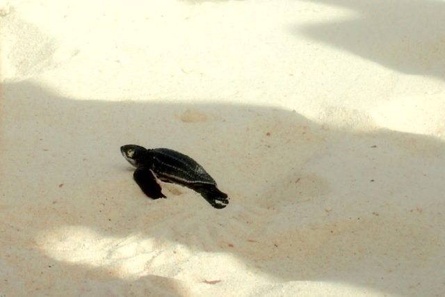 Life Begins for This Baby Leatherback | SBPR