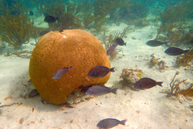 Blue Tang and Brain Coral in The Bahamas | SBPR
