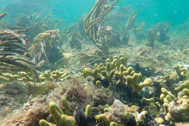 Colorful sea floor near Deep Water Cay, The Bahamas | SBPR