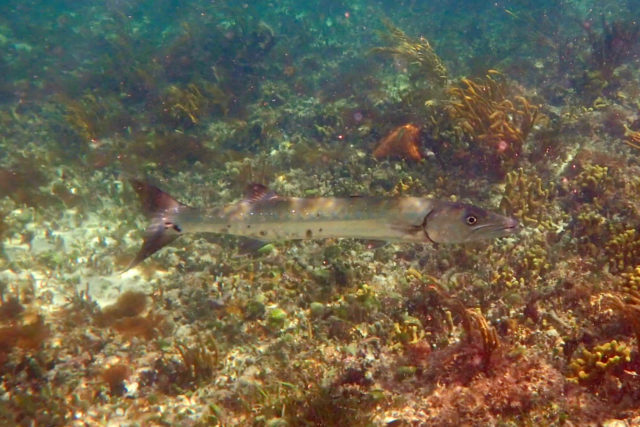 My shadow along my Deep Water Cay drift snorkeling adventure | SBPR