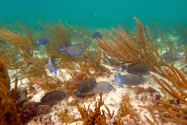 Smiling Blue Tang in The Bahamas | SBPR