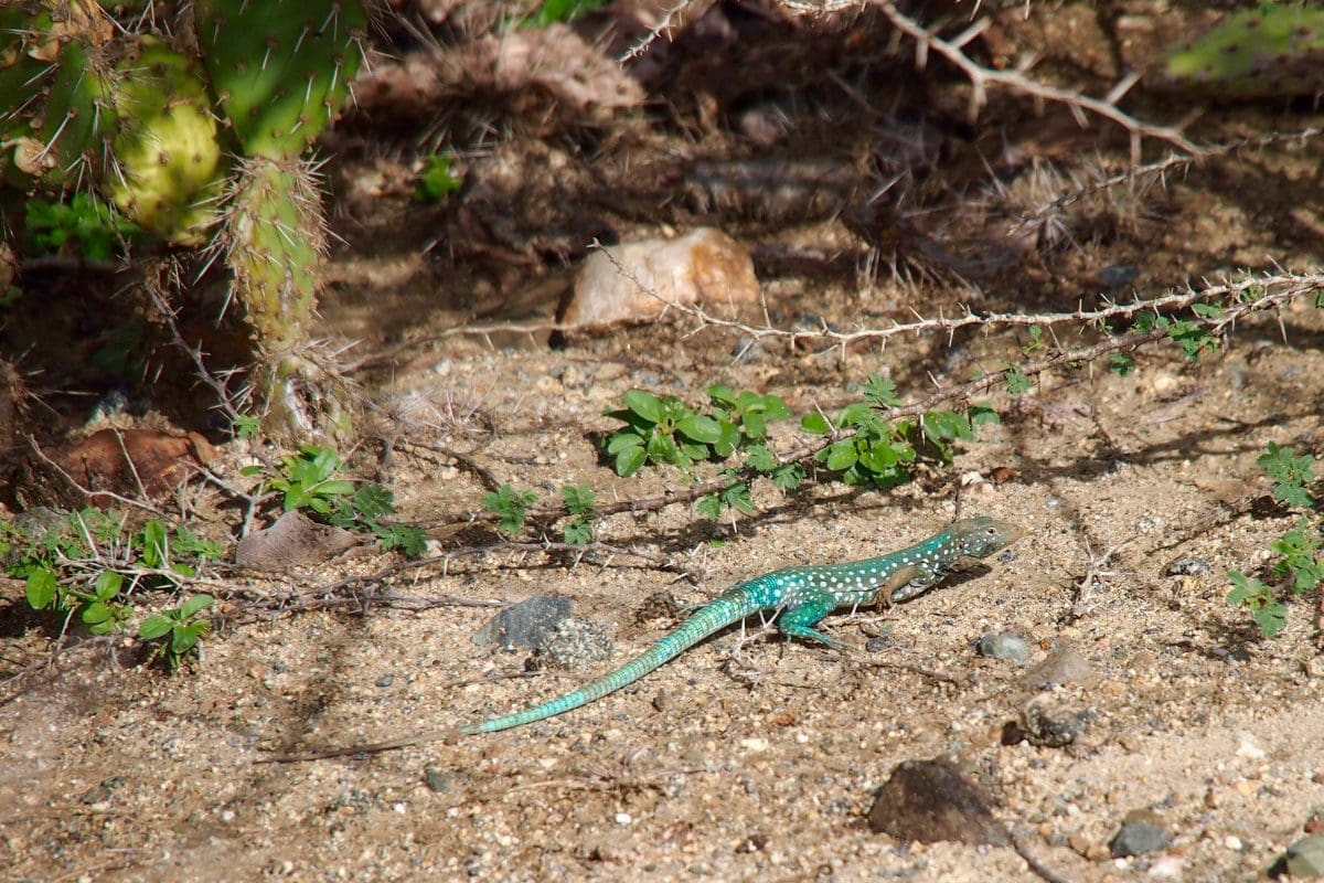 A lizard lines the way to Conchi