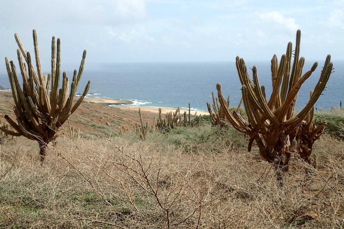 Cacti Above the Sea on the trail to Conchi, Aruba